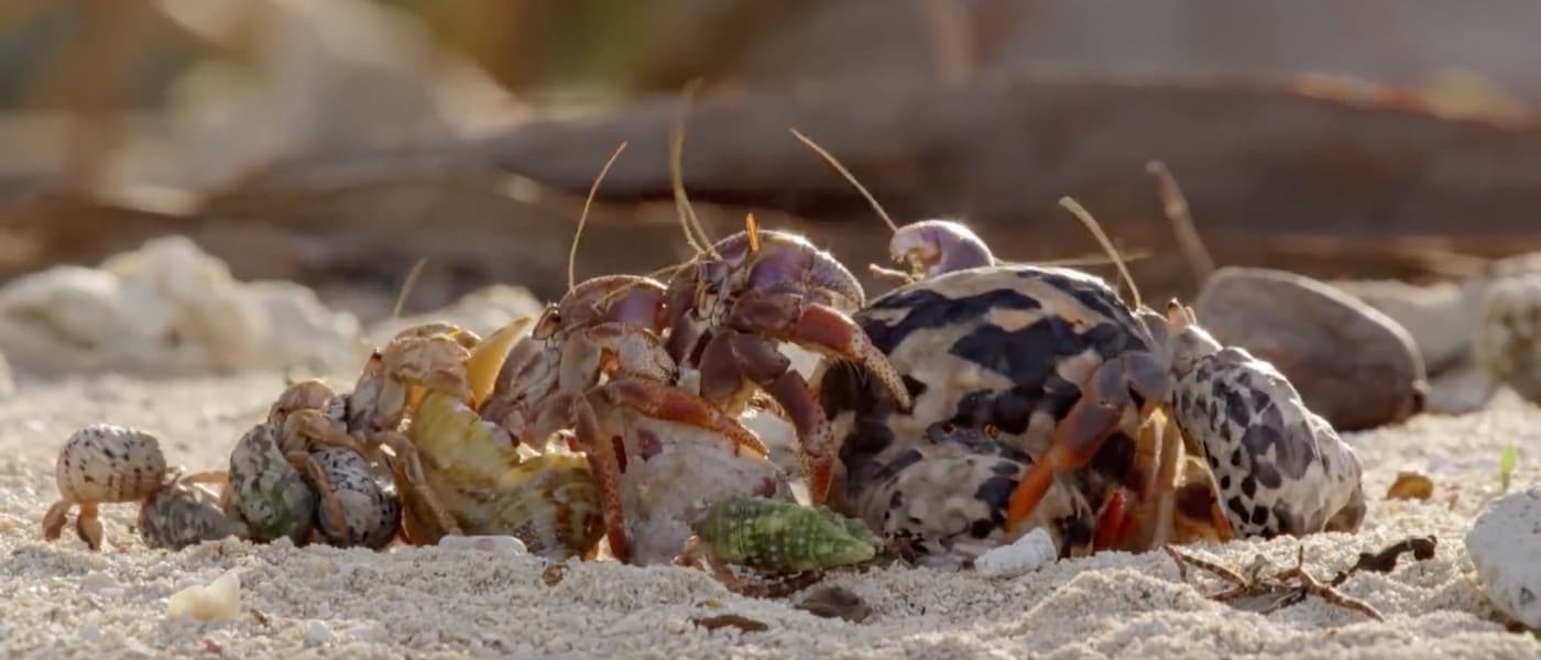 A Lesson From Nature: Complexity from Simplicity